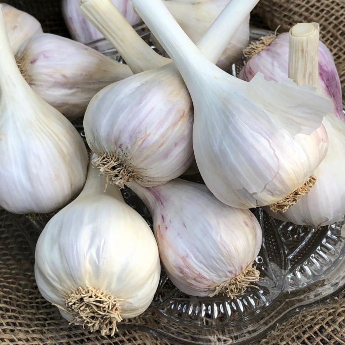 Organic seed garlic