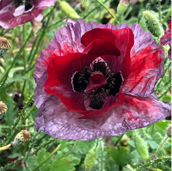 Growing poppies from seed...