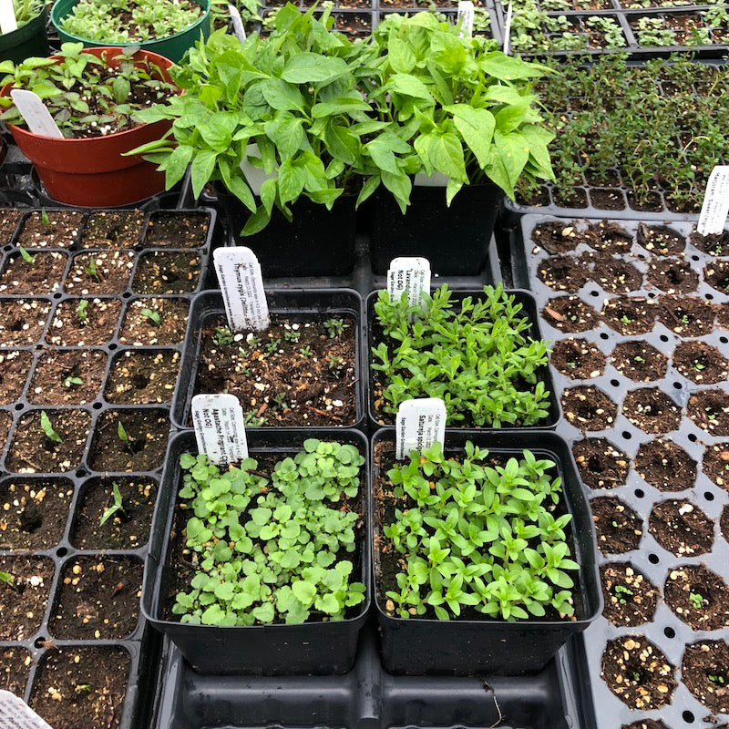 Plug trays vs. community sowing... what works best when?