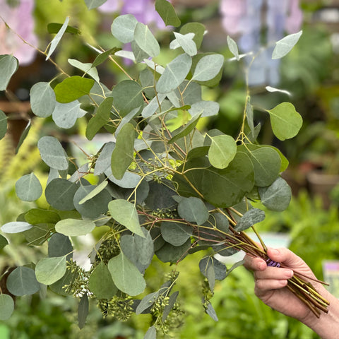 Eucalyptus - Mixed Bundle of Stems