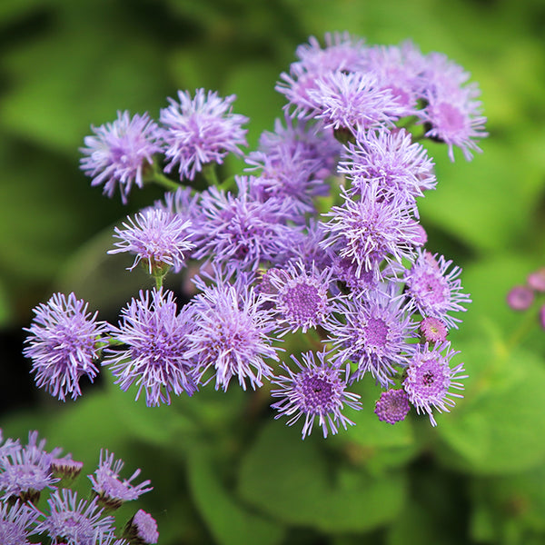 Ageratum, Dondo Blue (Organically Grown Seeds)