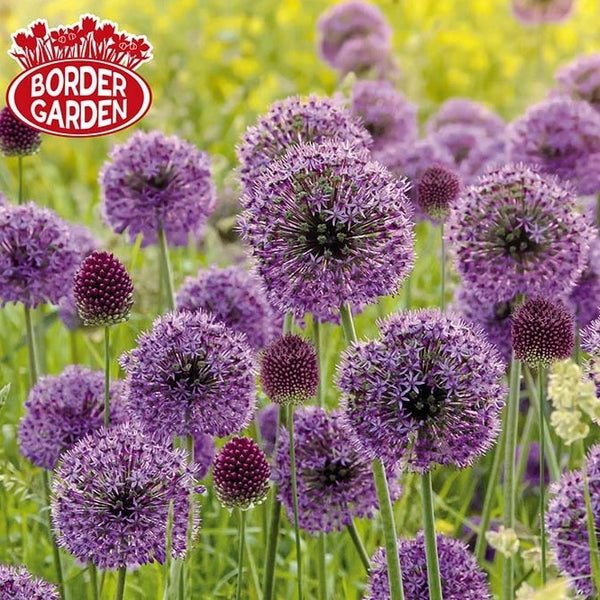 Bulbs - Allium 'Butterfly Meadow Blend'