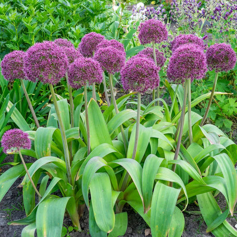 Bulbs - Allium 'Ostara'
