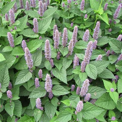 Anise Hyssop (Organically Grown Seeds)