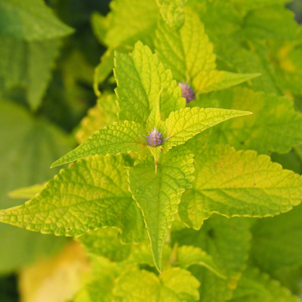 Anise Hyssop, Golden Jubilee (Naturally Grown Seeds)