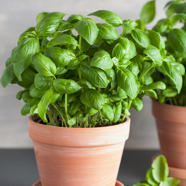 Basil, Prospera Pot F1 DMR (Genovese type) (Organically Grown Seeds)