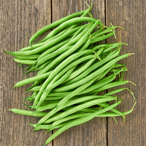 Bean (Bush), Passport - Bulk (Organically Grown Seeds)