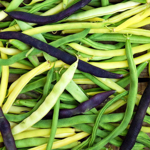 Bean (Pole), Mix (Green, Yellow, Purple) (Certified Organic Seeds)