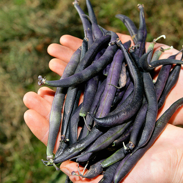 Bean (Pole), Purple Podded (Organically Grown Seeds)