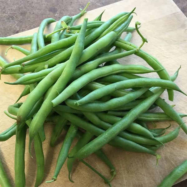 Bean (Pole), Seychelles (Certified Organic Seeds)