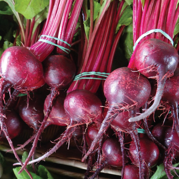Beet, Detroit Dark Red (Certified Organic Seeds) (T)
