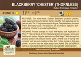 Blackberry, Chester Thornless - 1-gallon