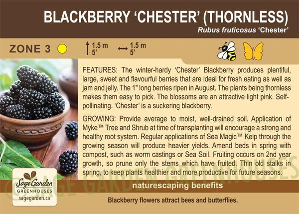 Blackberry, Chester Thornless - 1-gallon
