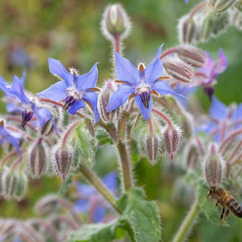 Borage (Organically Grown Seeds)