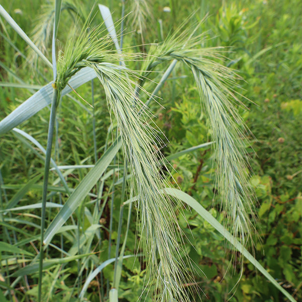 Canada Wild Rye (Organically Grown Seeds)