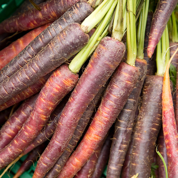 Carrot, Cosmic Purple (Organically Grown Seeds) (SGH)