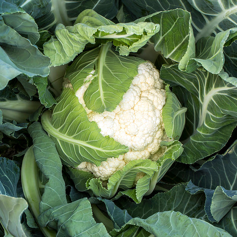 Cauliflower, Snowball Self-Blanching (Organically Grown Seeds)