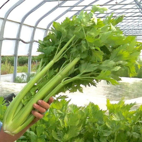 Celery, Ventura Utah (Certified Organic Seeds)