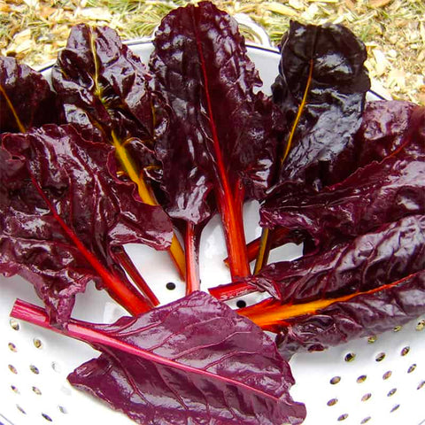 Chard, Joy's Midnight (Organically Grown Seeds)