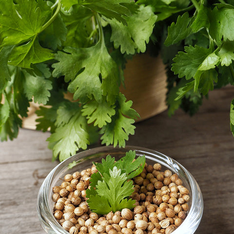 Cilantro, Leisure (Organically Grown Seeds)