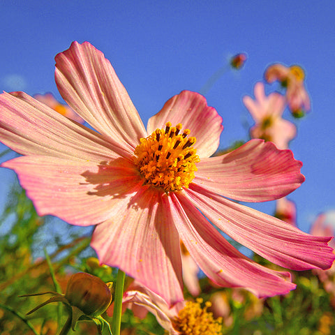 Cosmos, Apricotta (Organically Grown Seeds)