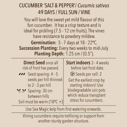 Seeds - Cucumber, Salt and Pepper (Pickling Cuke) OG (F)