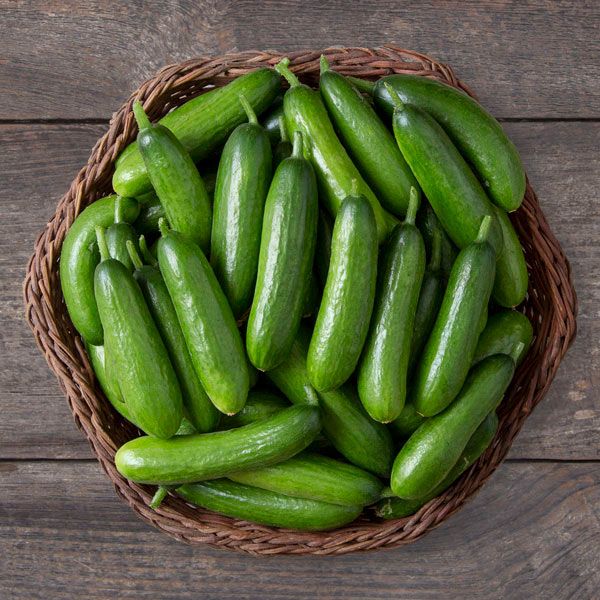 Cucumber, Minime F1 (Certified Organic Seeds)