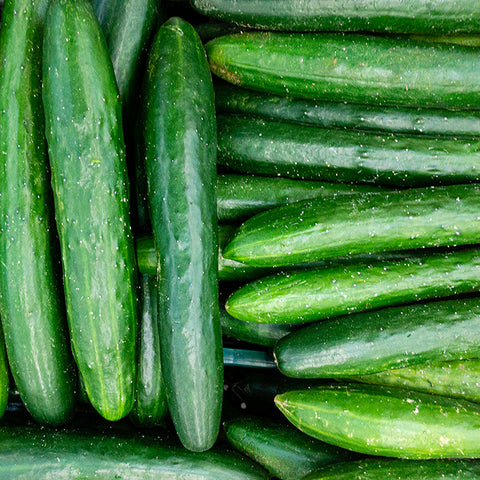 Cucumber, Shintokiwa (Organically Grown Seeds)