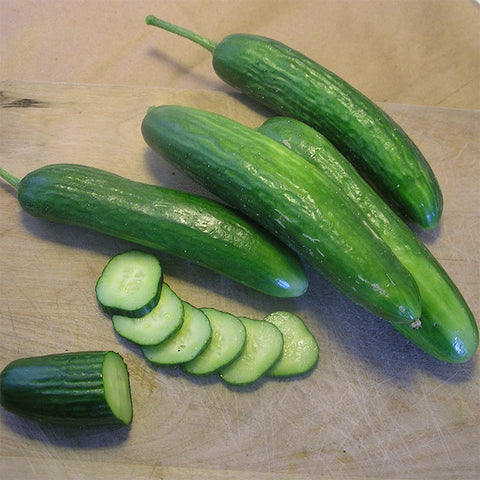 Cucumber, Super Zagross Lebanese (Certified Organic Seeds)