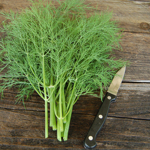 Dill, Bouquet - BULK PACK (Organically Grown Seeds)