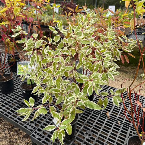 Live Plant -  Dogwood, Ivory Halo