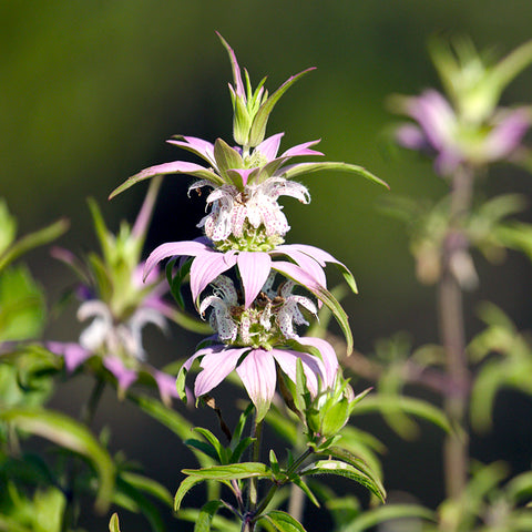 Mint, Dotted (Bergamot) (Organically Grown Seeds)