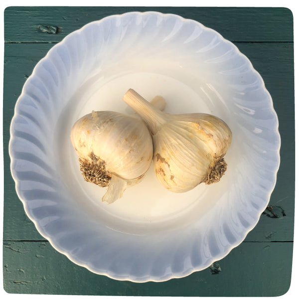 Bulbs - Garlic, Armenian (Certified Organic) - PREORDER