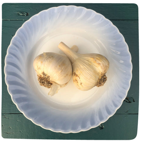 Bulbs - Garlic, Armenian (Certified Organic) - PREORDER