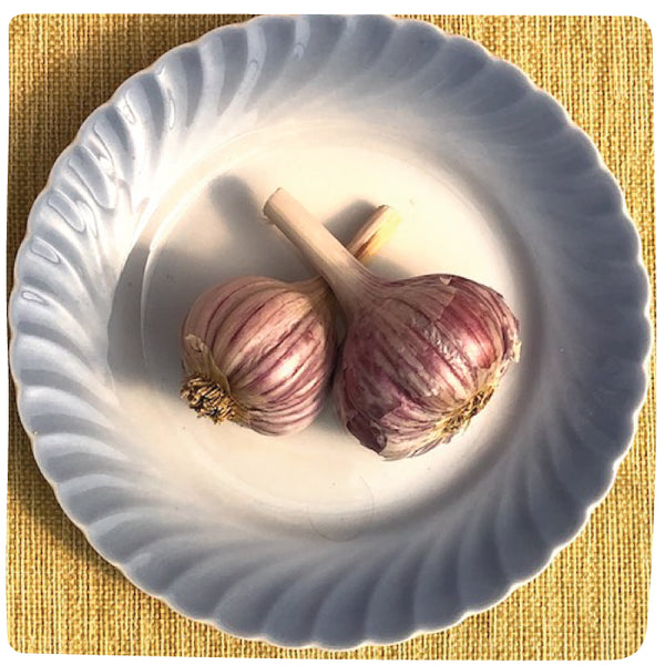 Bulbs - Garlic, Chesnok Red  (Certified Organic) - PREORDER