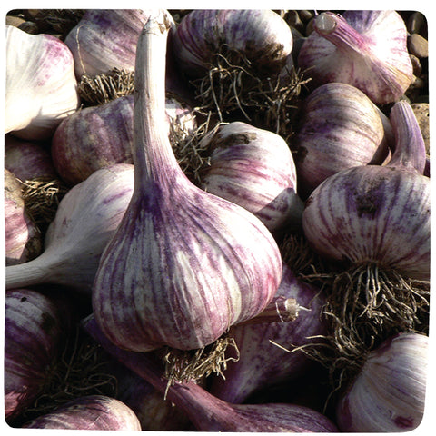 Bulbs - Garlic, Creme de la Rasa (Certified Organic) - PREORDER