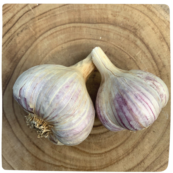Bulbs - Garlic, French Rocambole (Certified Organic) - PREORDER