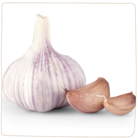 Bulbs - Garlic, Georgian Crystal  (Certified Organic) - PREORDER