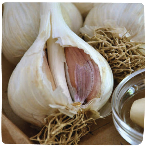 Bulbs - Garlic, Majestic (Certified Organic) - PREORDER