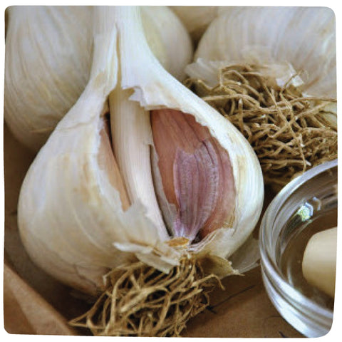Bulbs - Garlic, Majestic (Certified Organic) - PREORDER