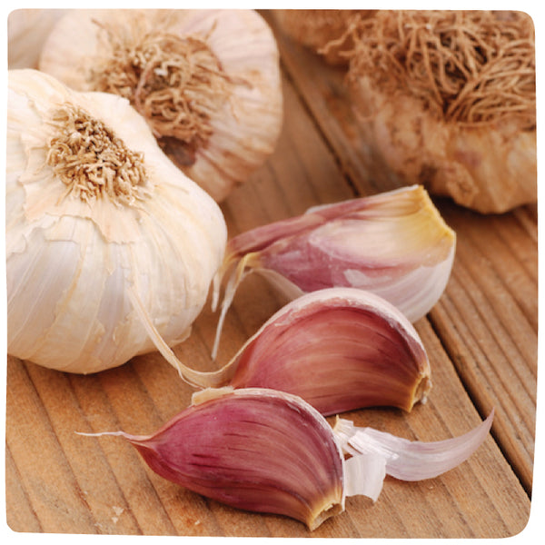 Bulbs - Garlic, Persian Star (Certified Organic) - PREORDER