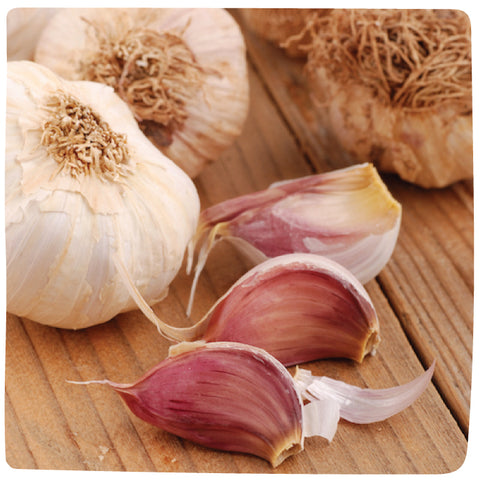 Bulbs - Garlic, Persian Star (Certified Organic) - PREORDER