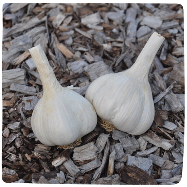 Bulbs - Garlic, Portugal Azores (Certified Organic) - PREORDER