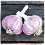 Bulbs - Garlic, Red Russian (Certified Organic) - PREORDER