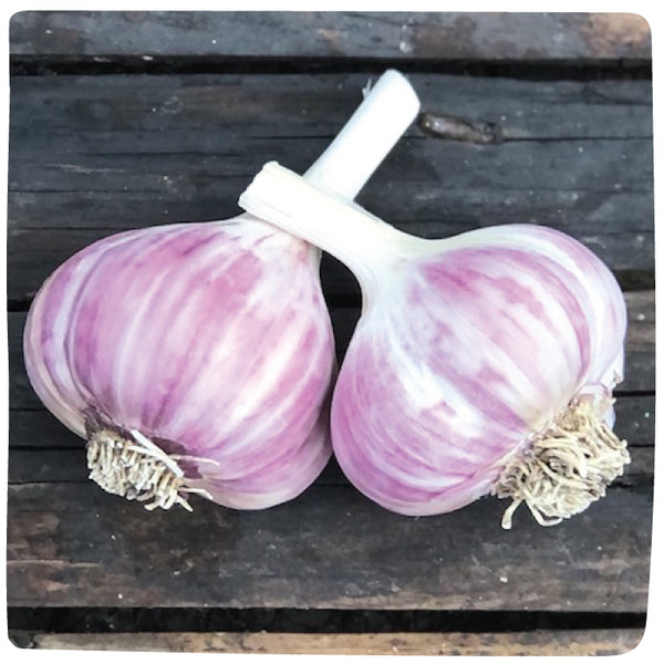 Bulbs - Garlic, Red Russian (Certified Organic) - PREORDER