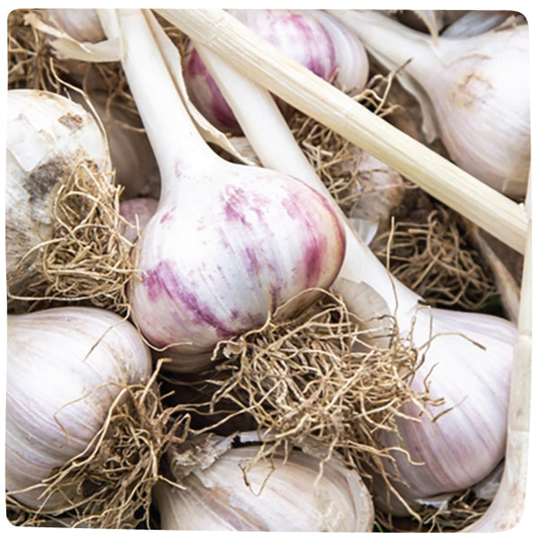 Bulbs - Garlic, Rocky Red (Certified Organic) - PREORDER