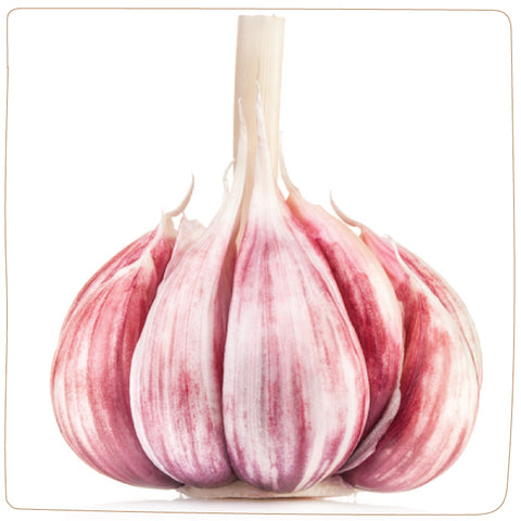 Bulbs - Garlic, Romanian Red (Certified Organic) - PREORDER