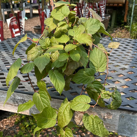 Kiwi Vine - Female - 1-gallon