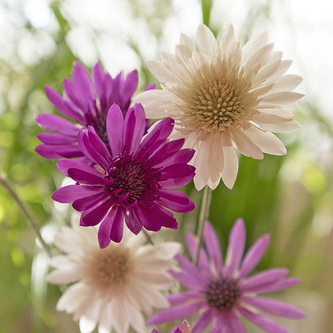Immortelle 'Mixed Colors' (Organically Grown Seeds)