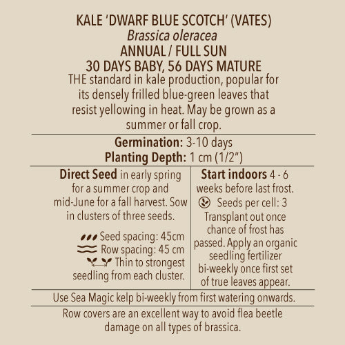 Seeds - Kale, Dwarf Blue Scotch (Vates) Bulk Pack (SGH)